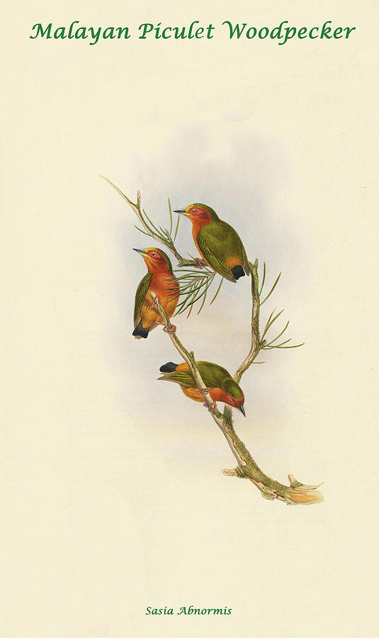 Malayan Piculet Woodpecker Painting by John Gould