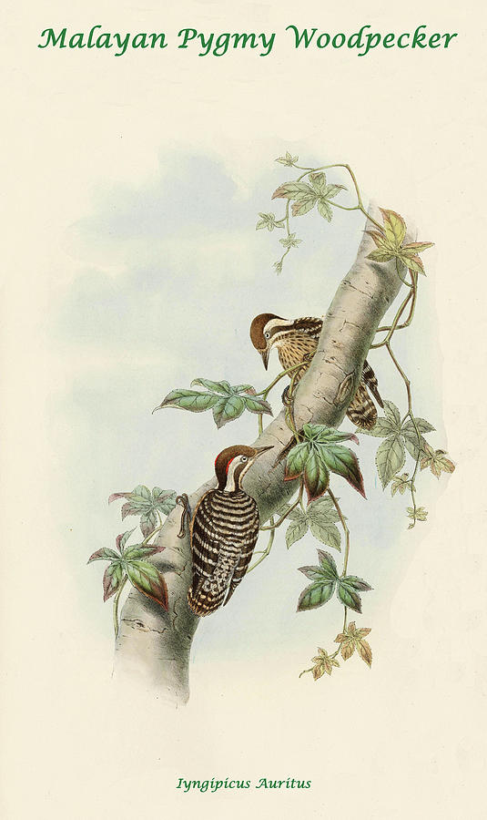 Malayan Pygmy Woodpecker Painting by John Gould
