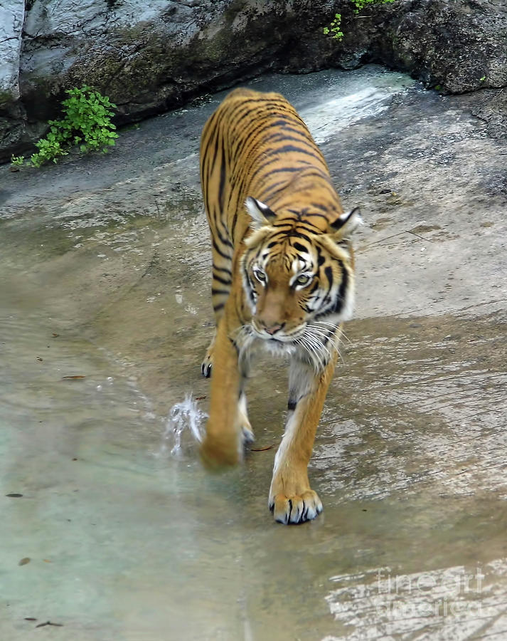 Malayan Tiger Photograph by D Hackett