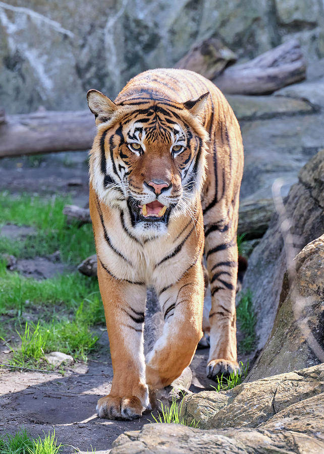 Malayan Tiger Fort Worth Zoo 0212 Photograph by Rospotte Photography