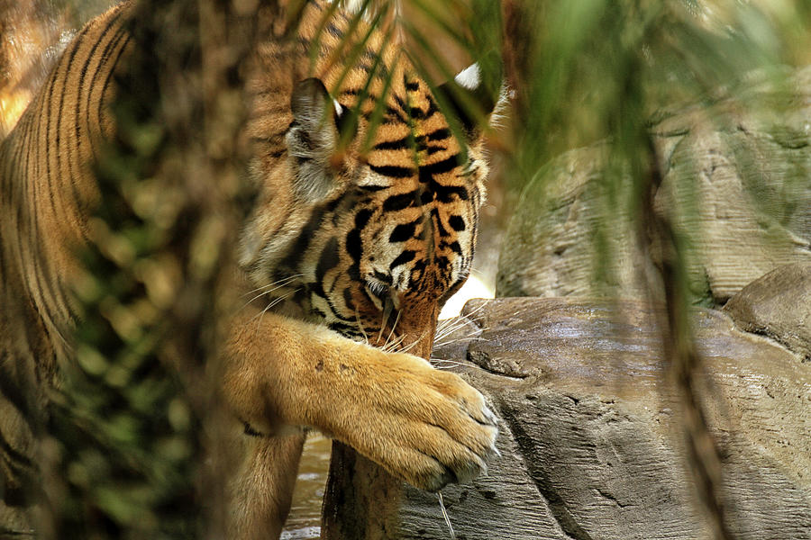Malayan Tiger Our Father Who Art in Heaven Photograph by Darrell Gregg ...