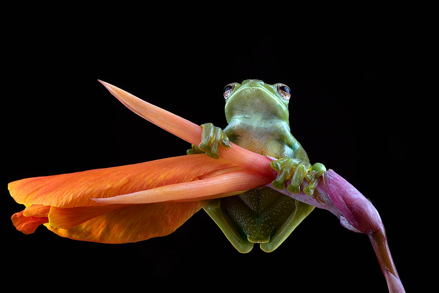 Wildlife Photograph - Malayan Tree Frog Perched On Red Flower by Dikky Oesin