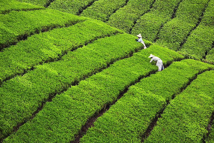 Malaysia, Pahang, Cameron Highlands, Tea Pickers At The Sungei Palas ...