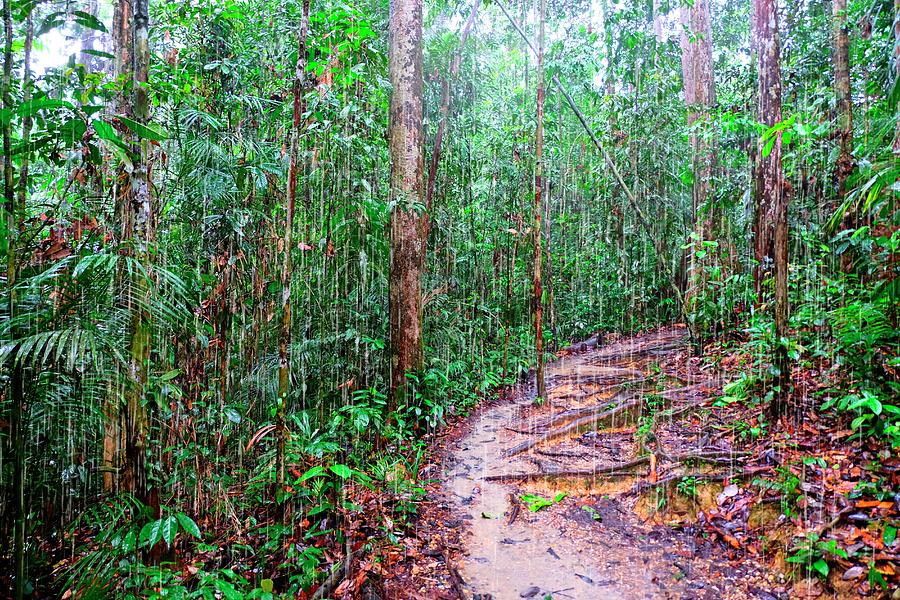Malaysia, Sarawak, Rainforest Reserve Digital Art by Uwe Niehuus