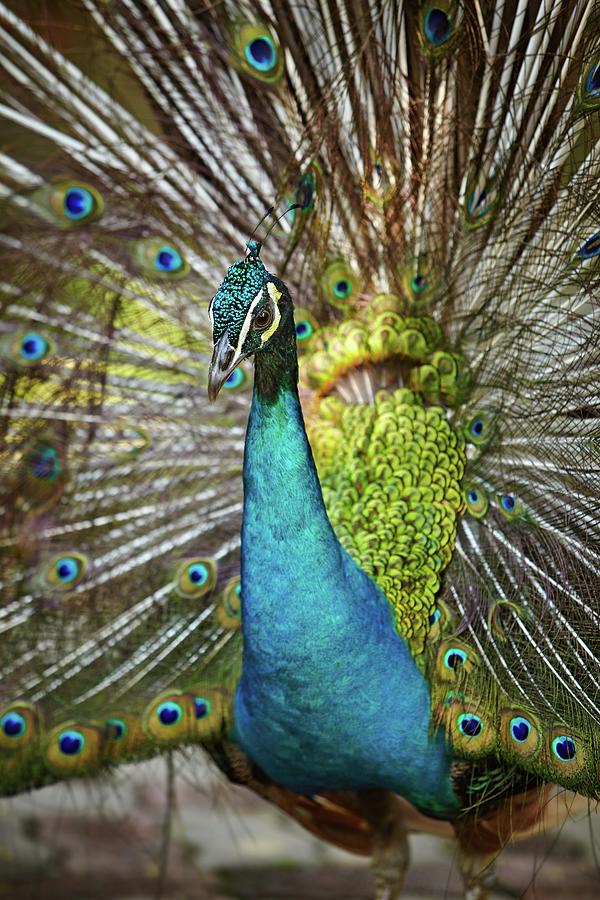 Malaysia, Selangor, Kuala Lumpur, Peacock, Kl Bird Park Digital Art by Richard Taylor