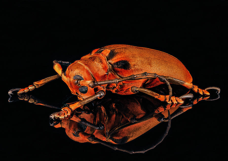 Malaysian Longhorn Beetle by Gary Shepard Malaysian Longhorn Beetle by Gary Shepard