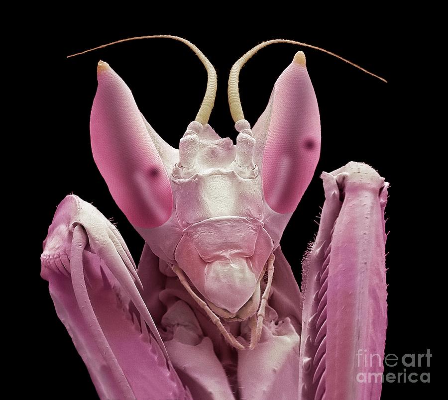 Wildlife Photograph - Malaysian Orchid Mantis by Steve Gschmeissner/science Photo Library