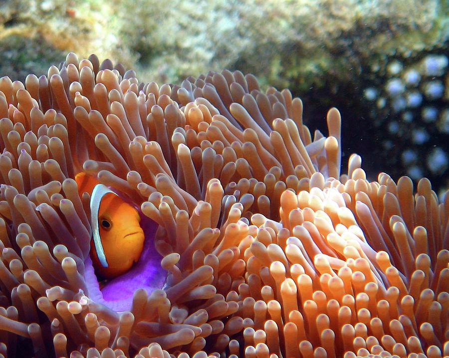 Maldives-anemonefish Photograph by Www.paulgracephotography.co.uk