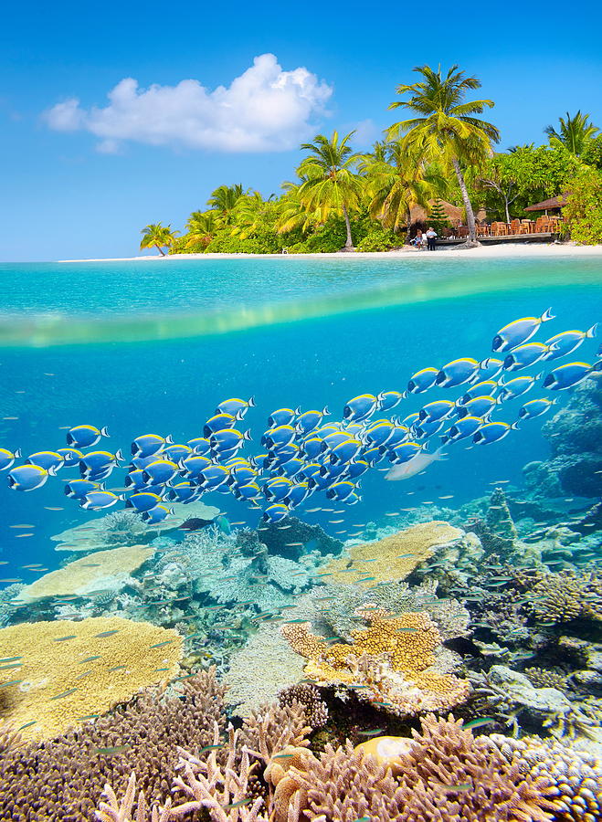 Fish Photograph - Maldives Island - Tropical Underwater by Jan Wlodarczyk