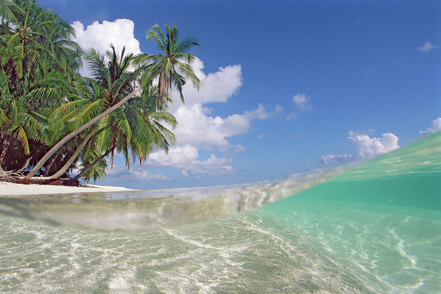 Maldives, Lohifushi, Wave And Palms On Photograph by Peter Cade