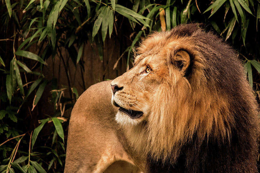 Male 2 Lion Profile Photograph by Don Johnson
