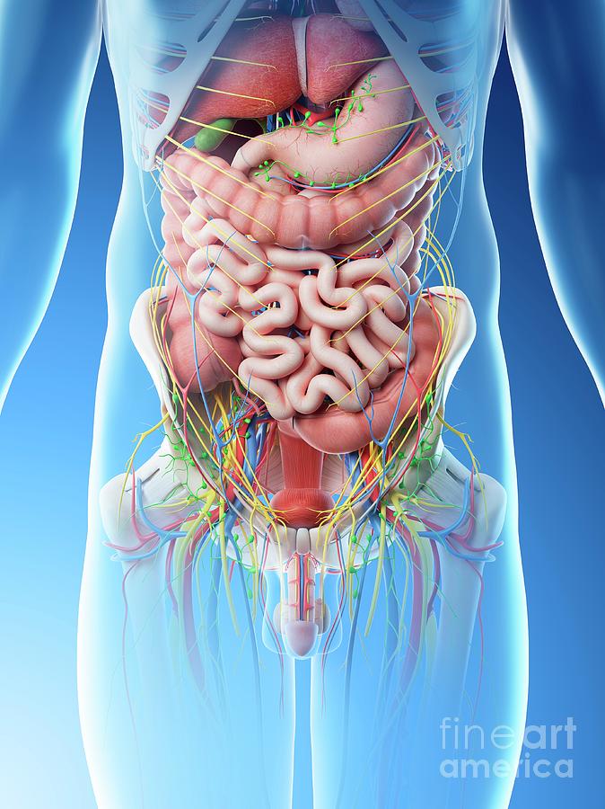 Male Abdominal Organs Photograph by Sebastian Kaulitzki/science Photo