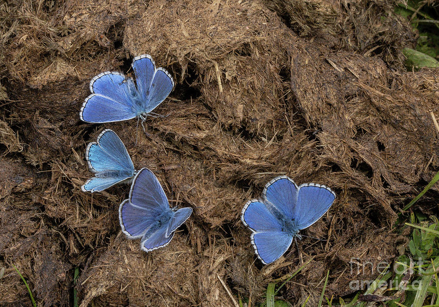 Butterfly Photograph - Male Adonis Blue Butterflies Feeding On Cow Manure by Bob Gibbons/science Photo Library