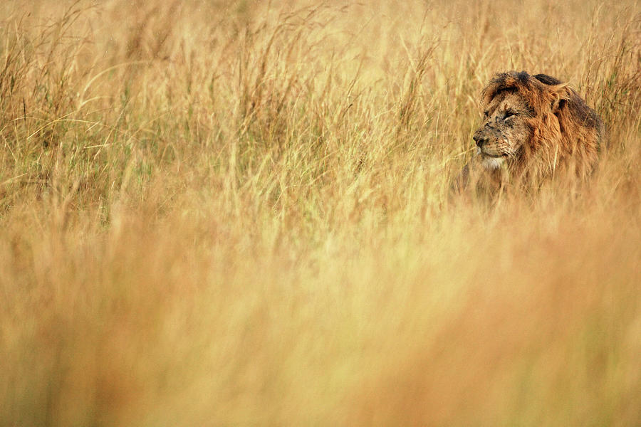 Male Adult Lion Resting Photograph by William Manning