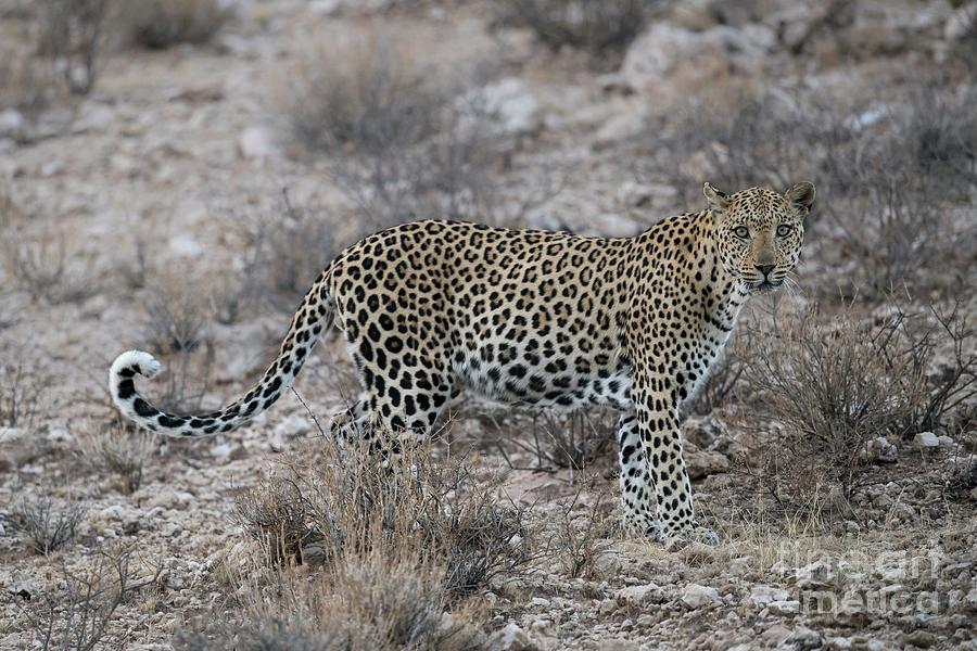 Male African Leopard Photograph by Tony Camacho/science Photo Library