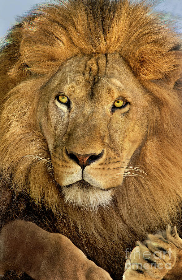 Male African Lion Portrait Wildlife Rescue Photograph by Dave Welling