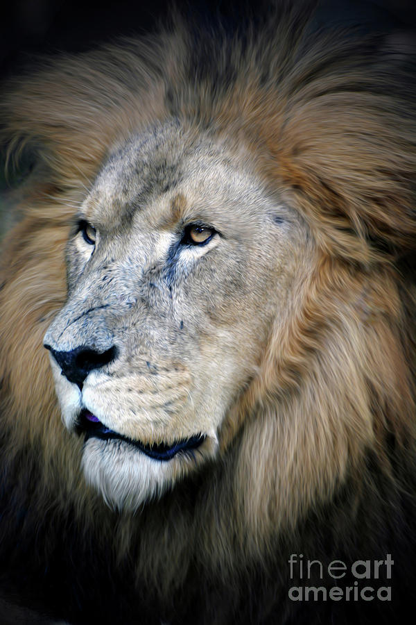 Male African Lion Digital Art by Savannah Gibbs