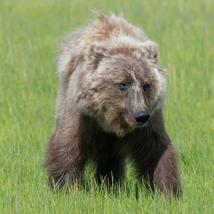 Male Alaskan brown Bear in a meadow Photograph by Mark Hunter