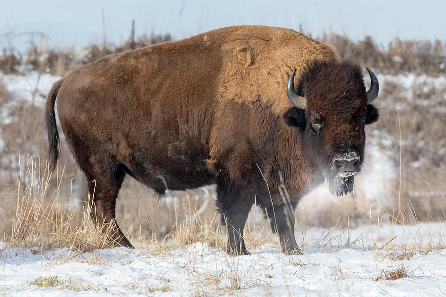 Male American Bison In Winter Photograph by Ivan Kuzmin