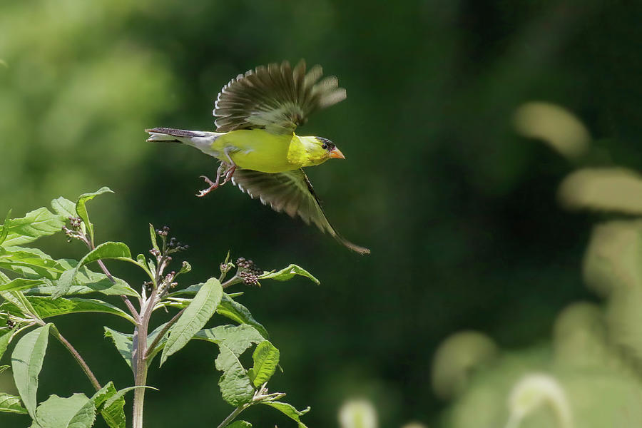 Male American Goldfinch Flying Photograph By Adam Jones Pixels