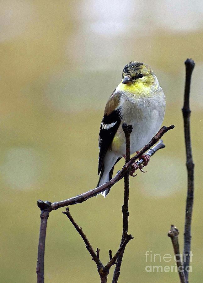 Male American Goldfinch Molting In February Photograph