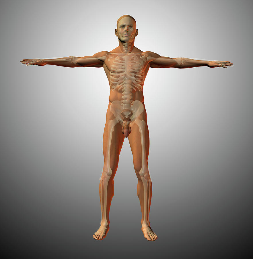 Male Anatomy Showing Skeletal System Photograph by Bruce Rolff