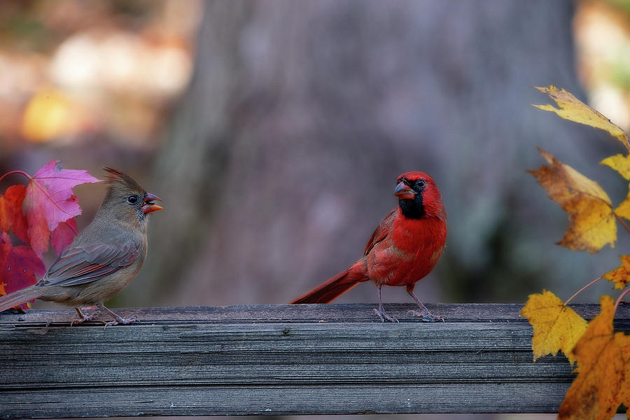 Male and female cardinals on fence Photograph by Dan Friend