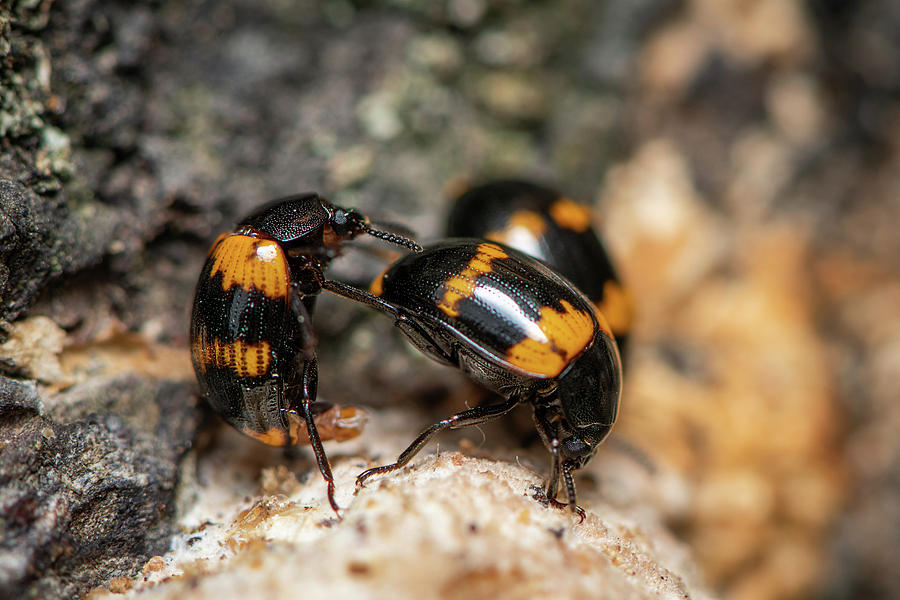 Male And Female Darkling Beetles Diaperis Boleti On A Tree With Fungus Photograph By Stefan 3161