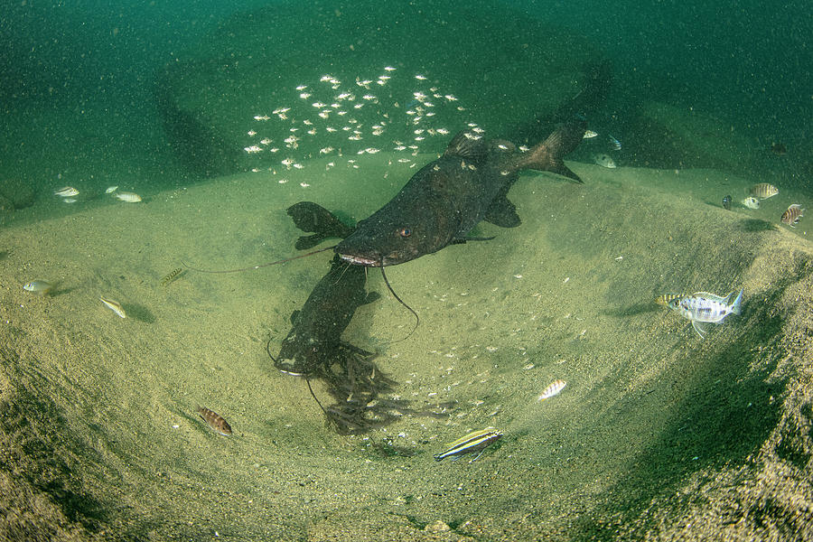 Male And Female Kampango Catfish Guarding Young In Nest In Photograph ...