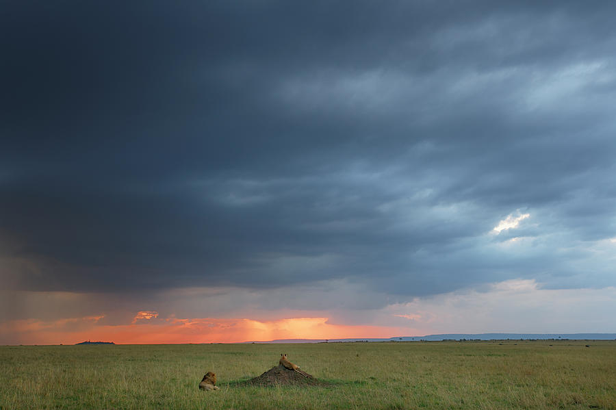 Male And Female Lions At Sunset Photograph by Adam Jones