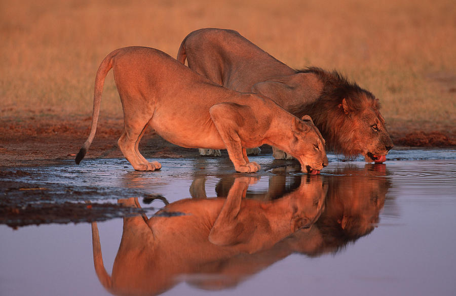 Male And Female Lions Drinking At Photograph by Martin Harvey
