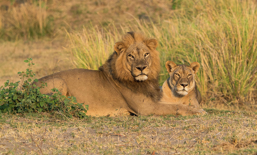 Male And Female Lions Resting Photograph by Panoramic Images - Fine Art ...