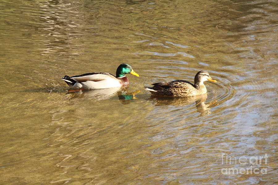 Male And Female Mallards Photograph By Michael Shores