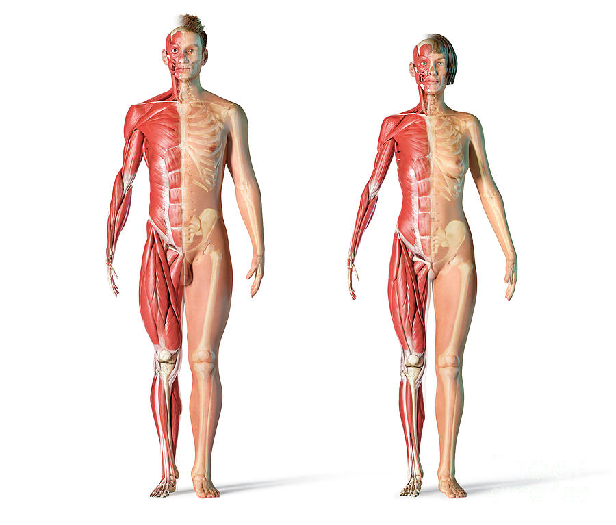 Male And Female Muscular And Skeletal Systems Photograph By Leonello Calvettiscience Photo