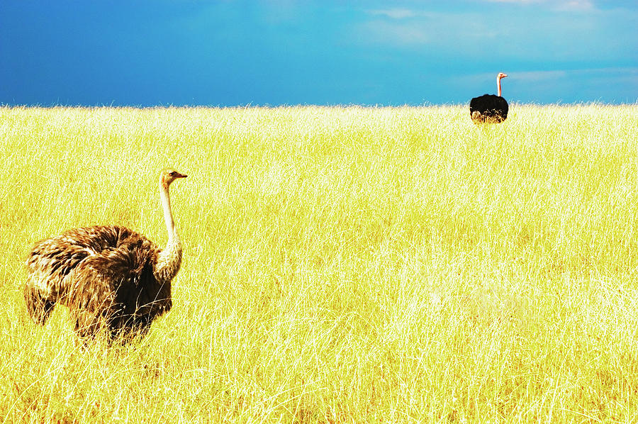 Male And Female Ostrich In Savannah Photograph by Mike Hill
