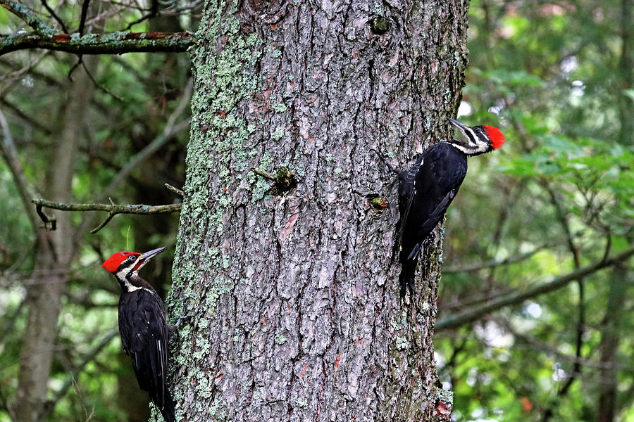 Male And Female Pileated Woodpeckers Photograph By Debbie Oppermann 