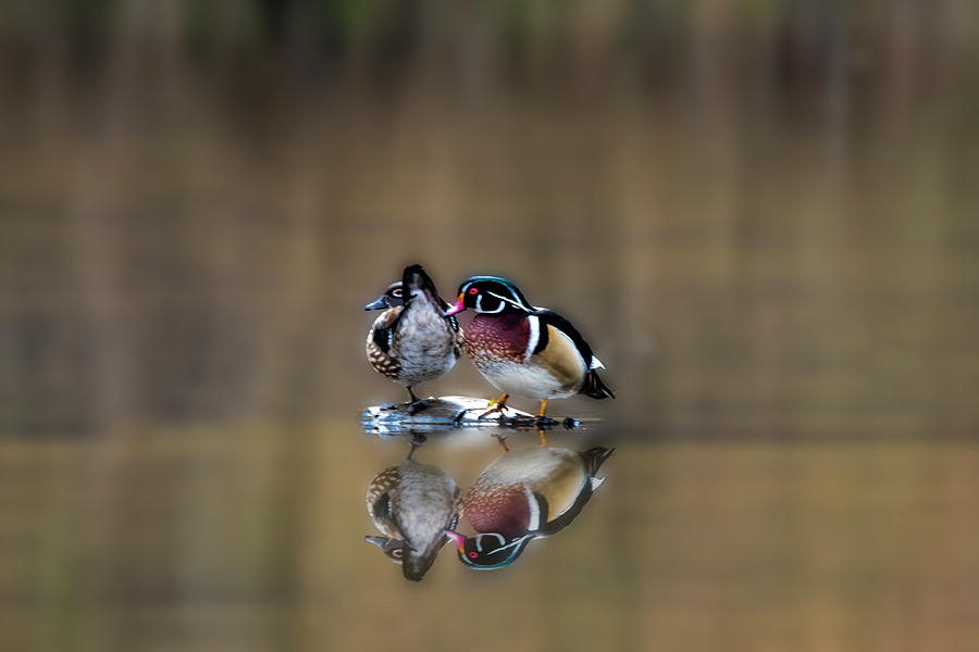 Male and female wood ducks hanging out on island Photograph by Dan Friend