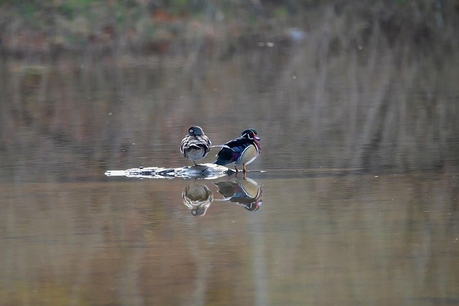 Male and female wood ducks on island Photograph by Dan Friend