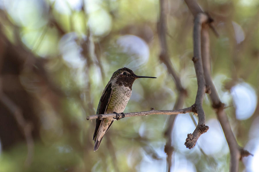Male Annas Hummingbird Photograph by Douglas Killourie