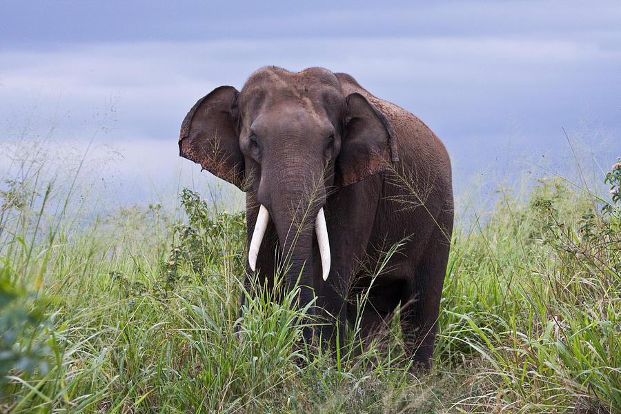 Male Asian Elephant Photograph by David Hosking