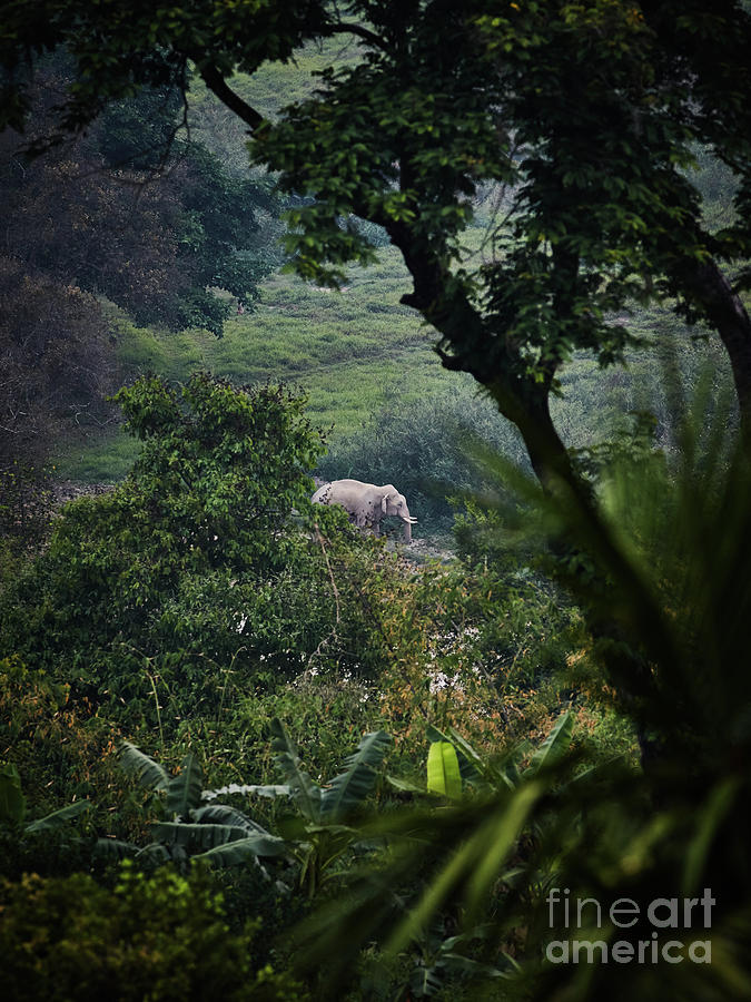 Male Asian Elephant Standing In Forest Photograph by Thomas Barwick