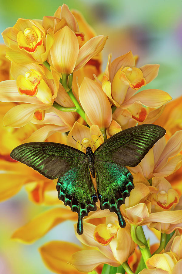 Cymbidium Photograph - Male Asian Swallowtail Butterfly by Darrell Gulin