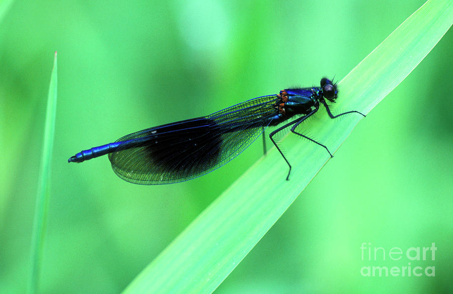 Wildlife Photograph - Male Banded Damselfly by Dr Keith Wheeler/science Photo Library