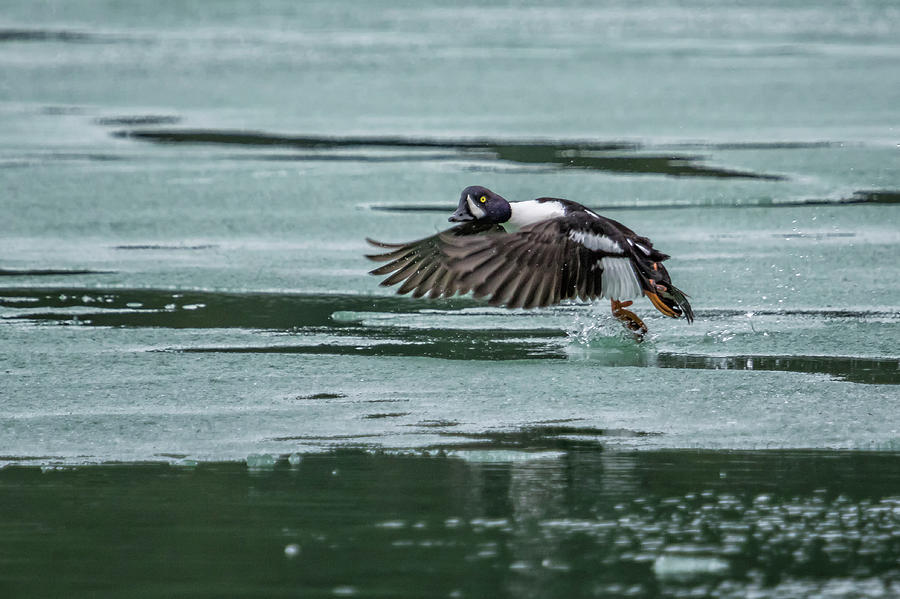 Male Barrow's Goldeneye Taking Off by Belinda Greb Male Barrow's Goldeneye Taking Off by Belinda Greb