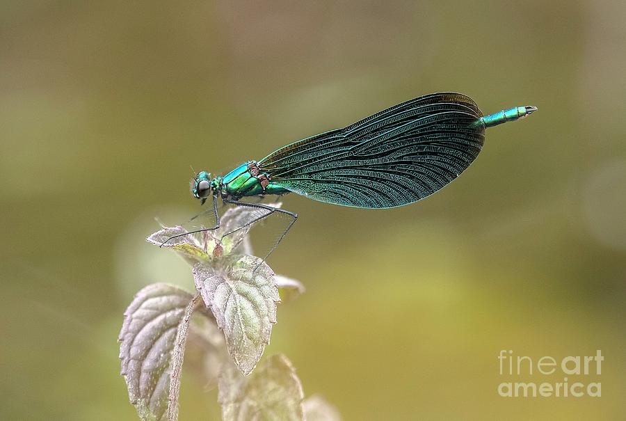 Male Beautiful Demoiselle Damselfly Photograph by Bob Gibbons/science Photo Library