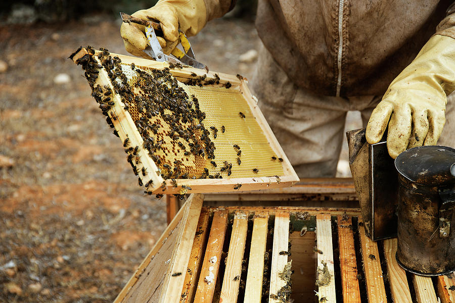 Male Beekeeper Holding Beehive Frame On Field Photograph by Cavan ...