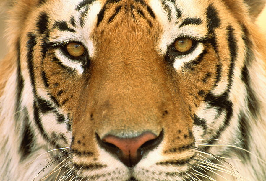 Male Bengal Tigers Face Panthera Tigris By Manoj Shah