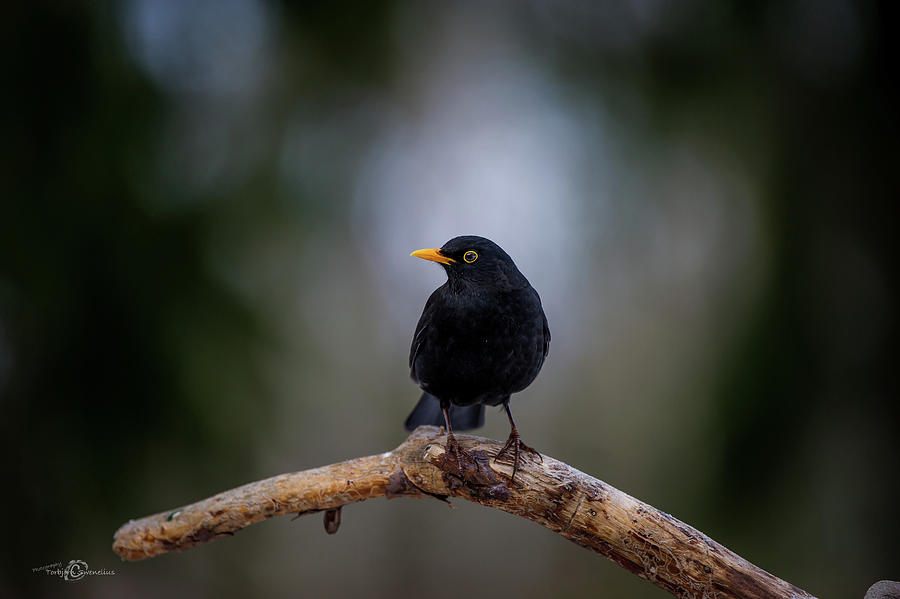 Male blackbird perching on an old pine branch Photograph by Torbjorn Swenelius