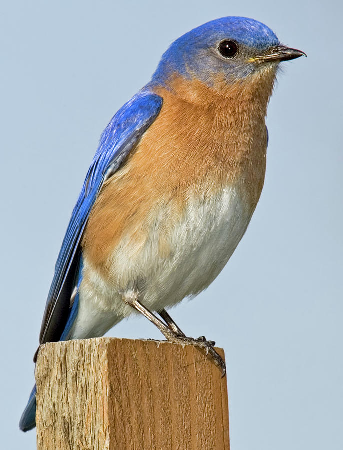 Male Bluebird No. 1 Photograph by Jerry Fornarotto