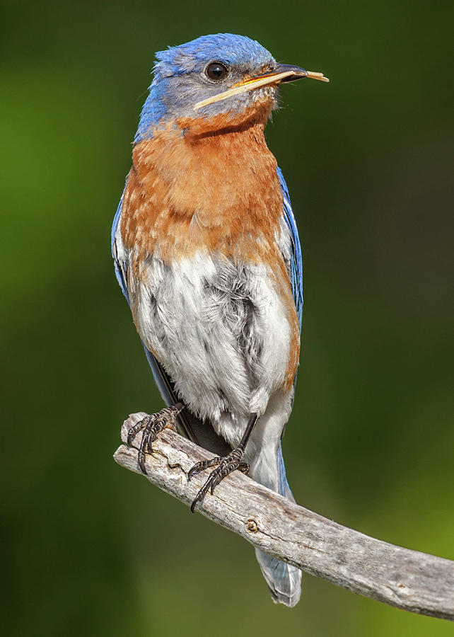 Male Bluebird with Straw Photograph by Jerry Fornarotto